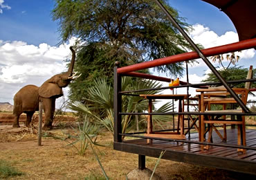 Elephant by a safari camp tent in Samburu Reserve